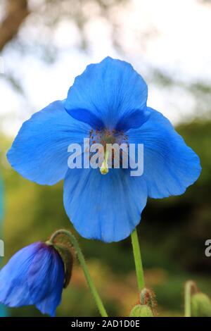 Scheinmohn blu, blu himalayano papaveri, Meconopsis Slieve Donard Foto Stock