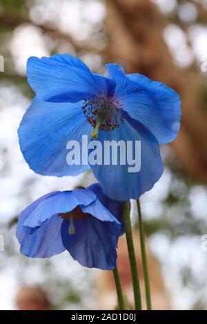 Scheinmohn blu, blu himalayano papaveri, Meconopsis Slieve Donard Foto Stock