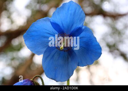 Scheinmohn blu, blu himalayano papaveri, Meconopsis Slieve Donard Foto Stock