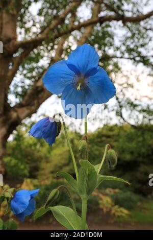 Scheinmohn blu, blu himalayano papaveri, Meconopsis Slieve Donard Foto Stock