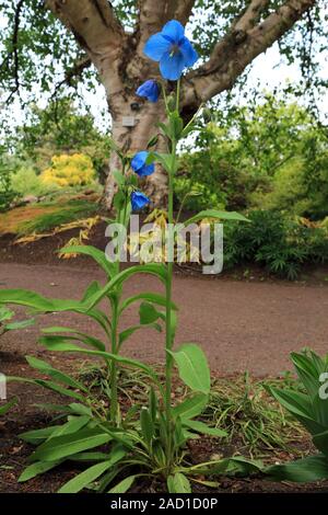 Scheinmohn blu, blu himalayano papaveri, Meconopsis Slieve Donard Foto Stock