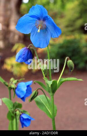 Scheinmohn blu, blu himalayano papaveri, Meconopsis Slieve Donard Foto Stock