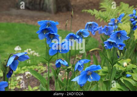 Scheinmohn blu, blu himalayano papaveri, Meconopsis Slieve Donard Foto Stock