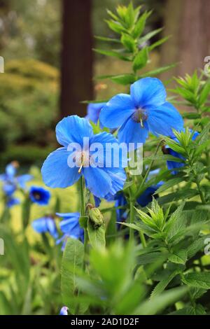 Scheinmohn blu, blu himalayano papaveri, Meconopsis Slieve Donard Foto Stock