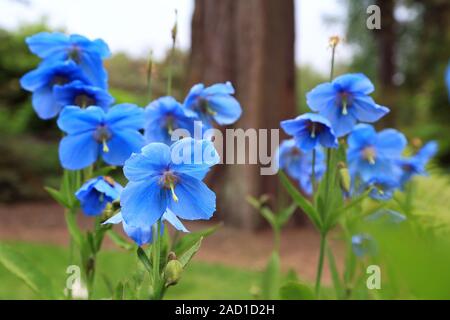 Scheinmohn blu, blu himalayano papaveri, Meconopsis Slieve Donard Foto Stock