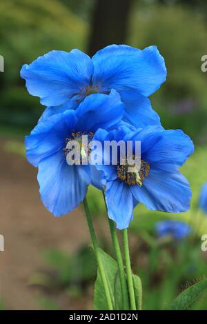 Scheinmohn blu, blu himalayano papaveri, Meconopsis Slieve Donard Foto Stock