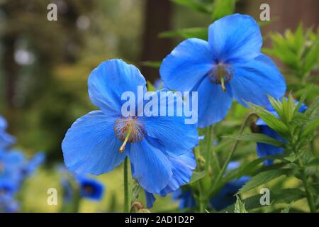 Scheinmohn blu, blu himalayano papaveri, Meconopsis Slieve Donard Foto Stock