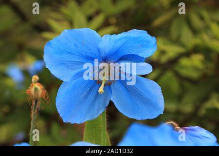 Scheinmohn blu, blu himalayano papaveri, Meconopsis Slieve Donard Foto Stock