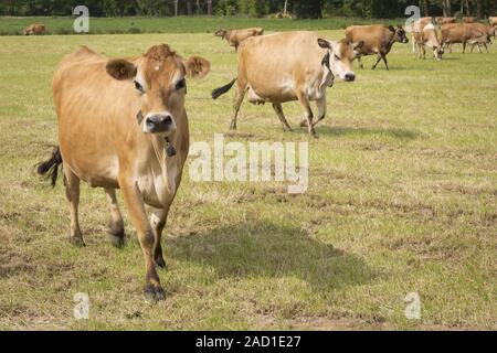 Tipiche mucche sul canale isola Jersey, Regno Unito Foto Stock