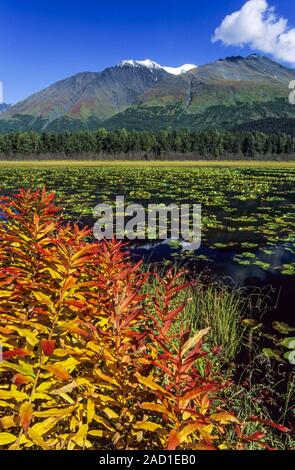 Fireweeds in caduta al lago da un lago di montagna / Penisola di Kenai - Alaska Foto Stock