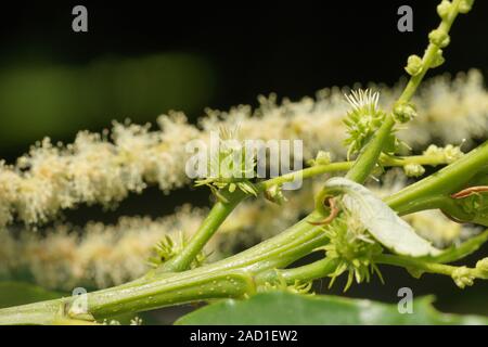 Castanea sativa, Esskastanie, Sweet Chestnut, weibliche Blüten, fiori femminili Foto Stock