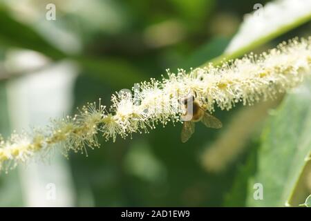 Castanea sativa, Esskastanie, Sweet Chestnut, männliche Blüten, Biene, fiori maschili, bee Foto Stock