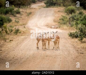 Gruppo di starring Impala femmina in mezzo alla strada. Foto Stock