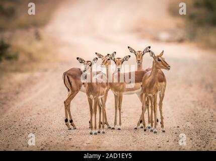 Un gruppo con protagonista femminile di impala in mezzo alla strada. Foto Stock