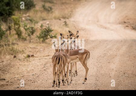 Gruppo di starring Impala femmina da dietro in mezzo alla strada. Foto Stock