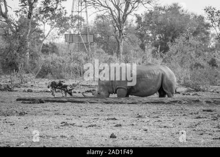 African wild dog bere accanto ad un rinoceronte bianco in bianco e nero. Foto Stock