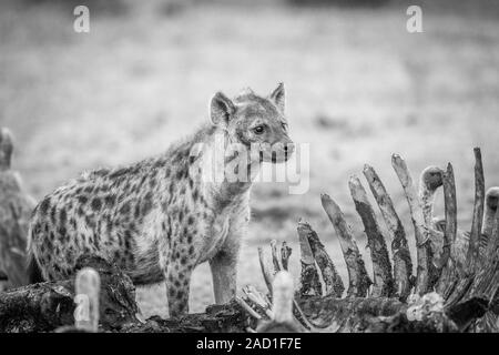 Avvistato iena a una carcassa con gli avvoltoi in bianco e nero. Foto Stock