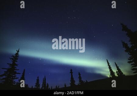 Luci del nord al cielo notturno / Parco Nazionale di Denali - Alaska Foto Stock