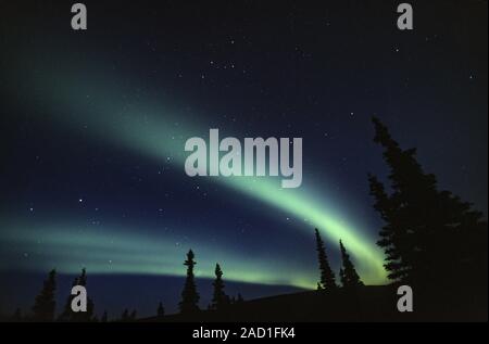 Luci del nord al cielo notturno / Parco Nazionale di Denali - Alaska Foto Stock