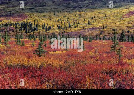 La tundra paesaggio con Dwarf betulle e abeti rossi in estate indiana / Parco Nazionale di Denali - Alaska Foto Stock