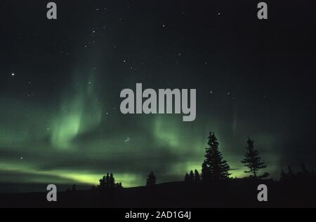 Luci del nord al cielo notturno / Parco Nazionale di Denali - Alaska Foto Stock