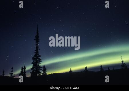 Luci del nord al cielo notturno / Parco Nazionale di Denali - Alaska Foto Stock