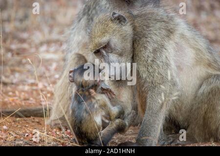 Un babbuino madre di prendersi cura di un bambino babbuino Foto Stock