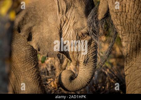 Un elefante di mangiare nel Parco Nazionale di Kruger. Foto Stock