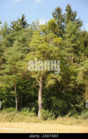 Pinus sylvestris, Waldkiefer, pino silvestre, Viscum album, Mistel, vischio Foto Stock