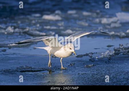 Gabbiano comune razze comunemente in prossimità di acqua - (Mew Gull - Foto uccello adulto in livrea invernale) Foto Stock