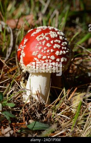 Red & White Fly Agaric fungo amanita muscaria, aka Fly amanita Toadstool Foto Stock