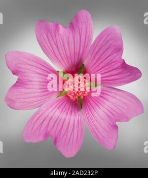 Comune di fiori di Malva, Malva Sylvestris, sfondo grigio, un bel "weed' della massa dei rifiuti, banchine delle strade e dei giardini. Foto Stock