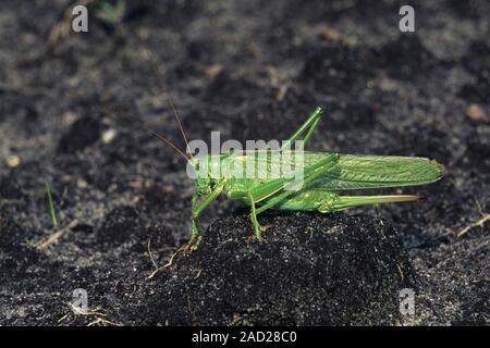Grande macchia verde-cricket può mordere dolorosamente - (foto) femmina / Tettigonia viridissima Foto Stock