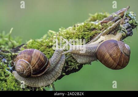 La Borgogna lumaca è una grande aria-terra che respira va a passo di lumaca - (Lumaca Romano - Foto riunione) / Helix pomatia Foto Stock