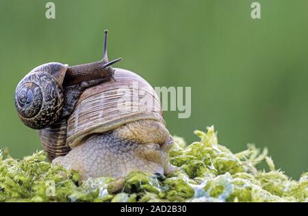 Lumache commestibili è raramente coltivata commercialmente - (Lumaca di Borgogna e Copse Lumaca) Foto Stock