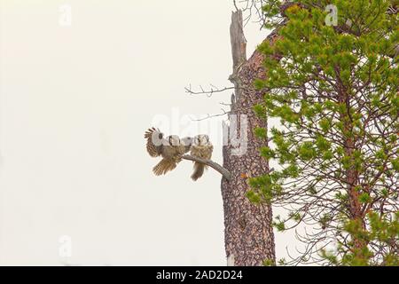 Splendida coppia sposata. Coppia di gufi bloccato su albero secco nella taiga Foto Stock