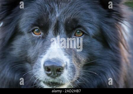 Starring in bianco e nero Border Collie. Foto Stock