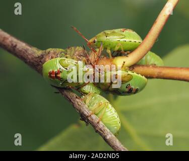 Gruppo di Betulla Shieldbug ninfe (Elasmostethus interstinctus) sulla betulla. Tipperary, Irlanda Foto Stock