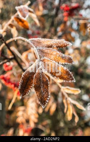 Le foglie congelate di rowan al sole di mattina di autunno Foto Stock