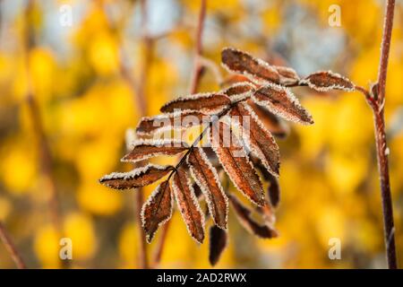 Le foglie congelate di rowan al sole di mattina di autunno Foto Stock