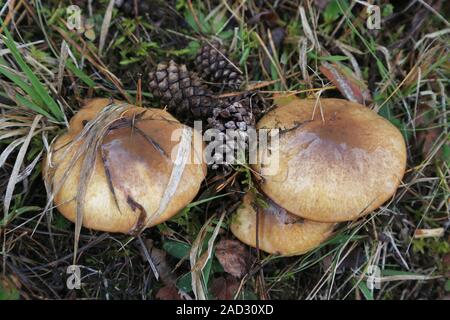 Il burro a fungo, simbiosi con alberi di pino, Jack scivolose, suillus luteus Foto Stock