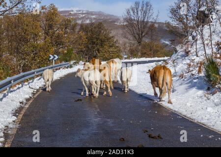 Le mucche in montagna con la neve di Sanabria, vicino al lago, Castilla y Leon, Spagna Foto Stock