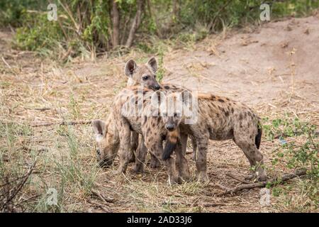 Tre giovani iene maculate nel Parco di Kruger. Foto Stock