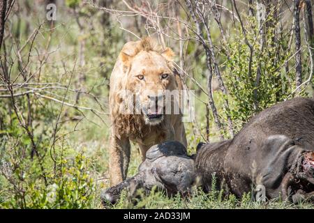 Maschio di Lion su un bufalo kill. Foto Stock