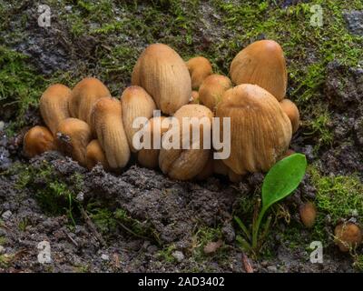 Tappo di mica, cappuccio lucido o luccicante inky cap Foto Stock