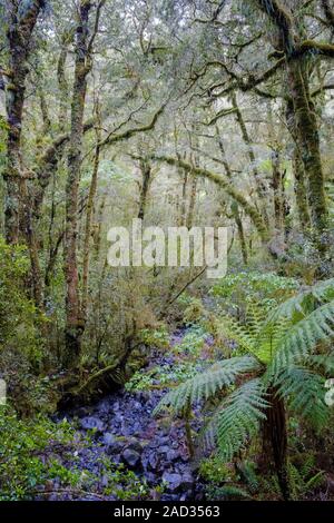 Sulla via del ritorno fino alla valle da Milford Sound all'abisso. Licheni e muschi alberi coperti (Notofagus sp.) e morbide felci arboree o kātote. Foto Stock