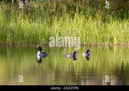 Goldeneye madre con pulcini su un laghetto Foto Stock