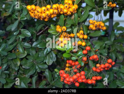 Cotoneaster bacche close-up Foto Stock