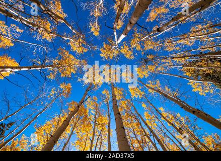 Incredibile vista verticale del Golden Aspen alberi durante la caduta stagione vicino a Flagstaff, AZ Foto Stock