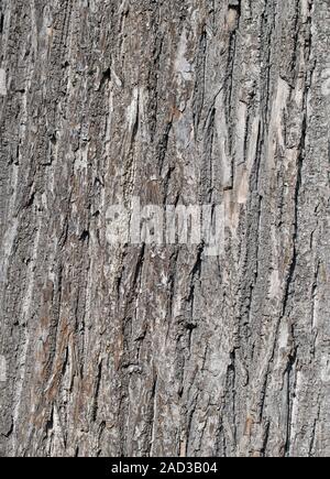 Lime di corteccia di albero in una chiusura Foto Stock